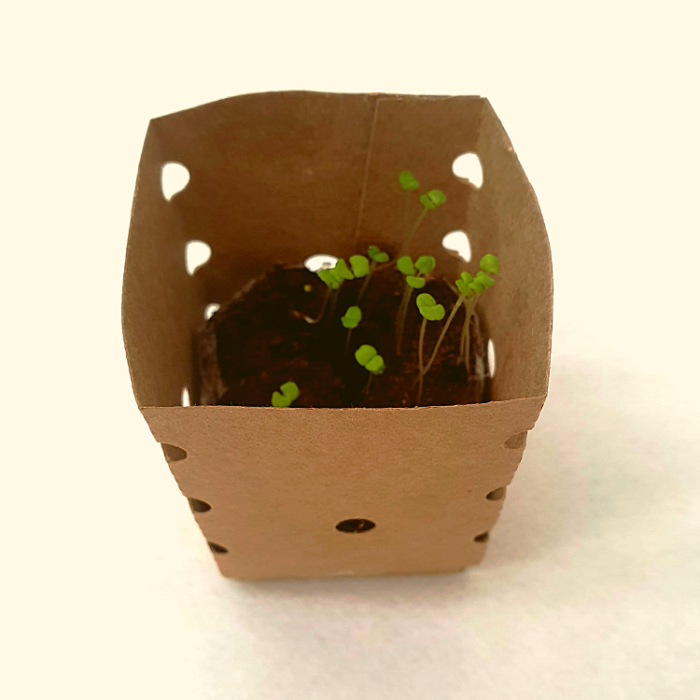 Planta